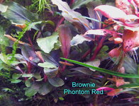 Brownie Phontom red.jpg