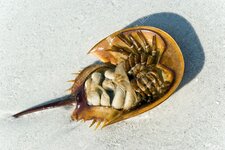 rab-shell-on-the-sand-beach-in-florida-Stock-Photo.jpg