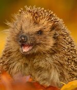 hedgehog_foliage_autumn_funny_.jpg