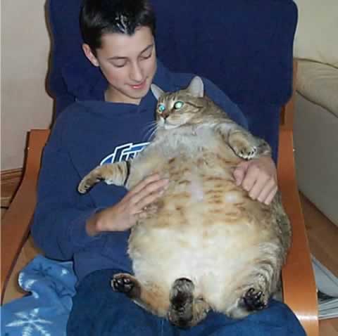 fat_cat_3.jpg