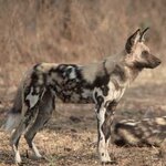 african-wild-dog_2.jpg