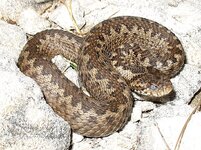 640px-Vipera_ursinii_macrops.jpg