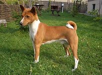 basenji_2.jpg