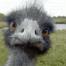 Y@ros[Ostrich]