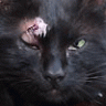 OldBlackCat